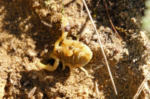 Buthus occitanus